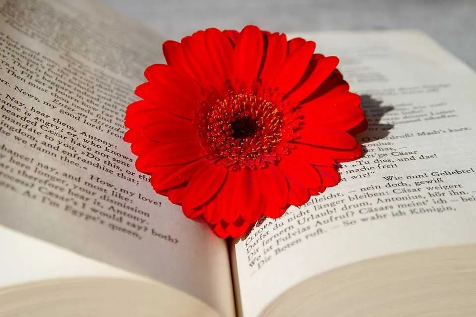 Najlepsze książki z literatury kobiecej – co polecają czytelniczki?